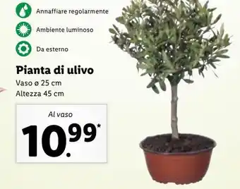 Lidl Pianta da ulivo offerta