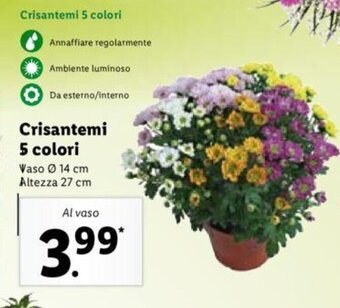Lidl Crisantemi 5 colori offerta