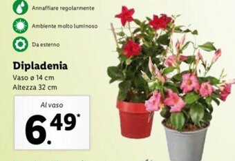 Lidl Dipladenia offerta