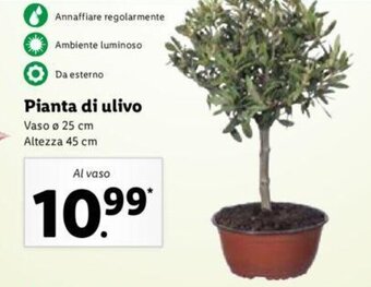 Lidl Pianta di ulivo offerta