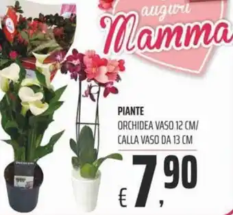 Coop Piante Orchidea vaso 12 cm/Calla vaso da 13 cm offerta