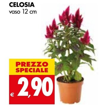 Tigros Celosia vaso 12 cm offerta