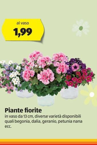 ALDI Piante fiorite offerta
