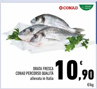 Conad Orata fresca conad percorso qualità offerta
