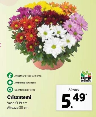 Lidl Crisantemi offerta