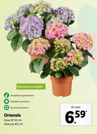 Lidl Ortensie offerta
