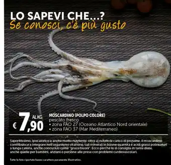 Moscardino ( polpo colore )