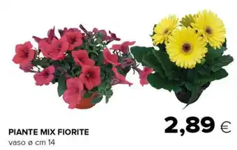 Oasi Piante Mix Fiorite vaso ø cm 14 offerta