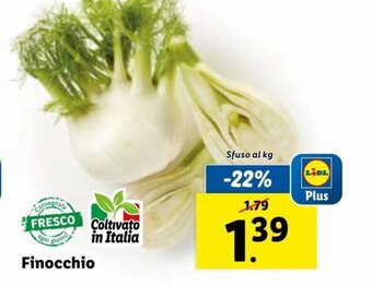 Finocchio
