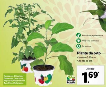 Piante da orto