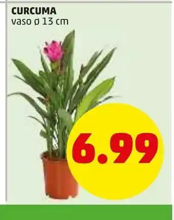 Curcuma vaso 13cm