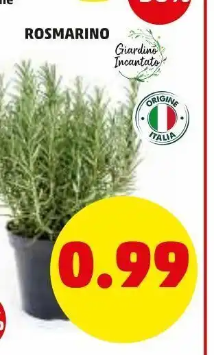 PENNY Rosmarino offerta