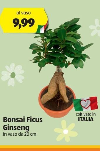 ALDI Bonsai ficus ginseng offerta