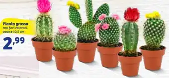 In'S Mercato Pianta grassa Ø 10,5 cm offerta