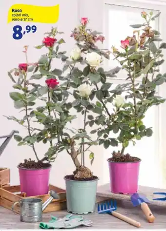 In'S Mercato Rosa Ø 17 cm offerta