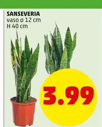 PENNY Sanseveria vaso 12cm h 40cm offerta