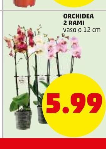 PENNY Orchidea 2 rami offerta
