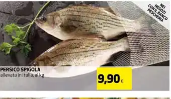 Persico Spigola allevata in Italia,al kg