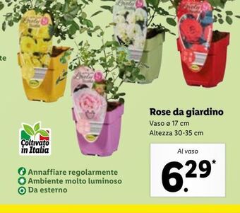 Lidl Rose da giardino offerta