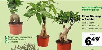 Ficus ginseng o pachira