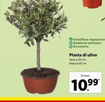 Lidl Pianta di ulivo offerta