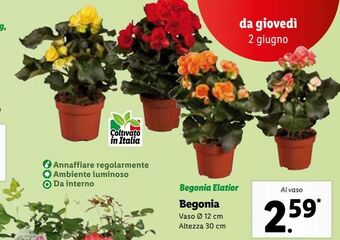 Lidl Begonia offerta