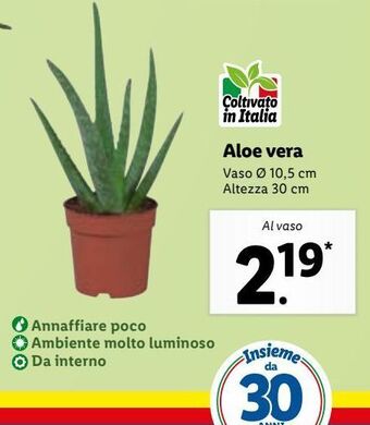 Aloe vera
