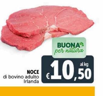 Deco Maxistore Noce di bovino adulto irlanda offerta