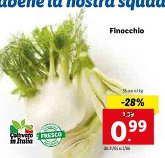 Lidl Finocchio offerta