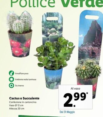 Lidl Cactus o Succulente offerta