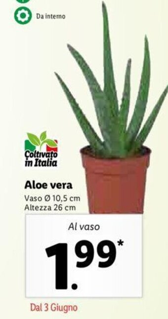 Lidl Aloe vera offerta