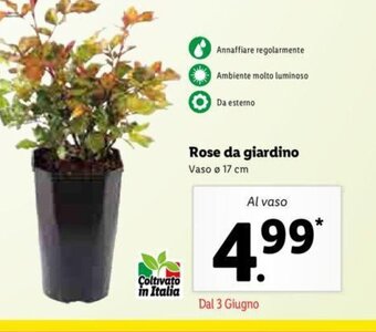 Lidl Rose da giardino offerta