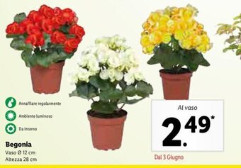 Lidl Begonia offerta