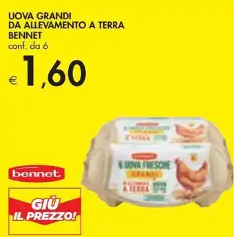 Bennet Uova grandi da allevamento a terra bennet offerta