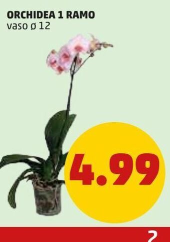 PENNY Orchidea 1 ramo vaso 12 offerta
