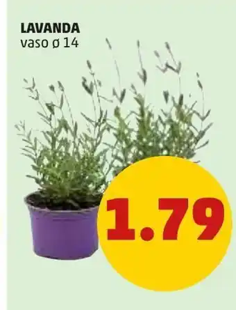 PENNY Lavanda vaso 14 offerta