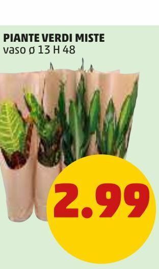 PENNY Piante verdi miste offerta