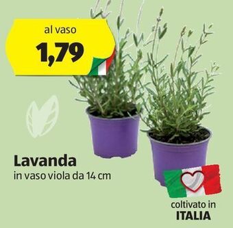 Lavanda