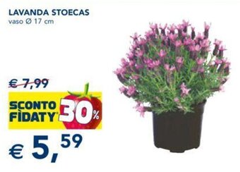 Esselunga Lavanda Stoecas offerta