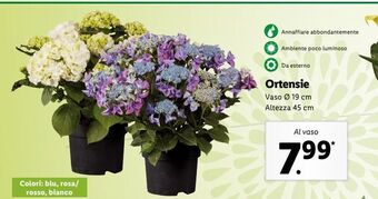 Lidl Ortensia offerta