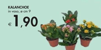 Bennet Kalancoe vaso diam 9 offerta