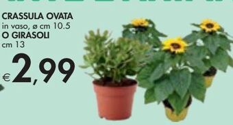 Bennet Crassula ovata o girasoli offerta
