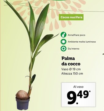 Palma da cocco