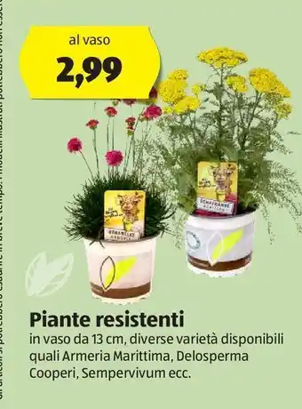 ALDI Piante resistenti offerta