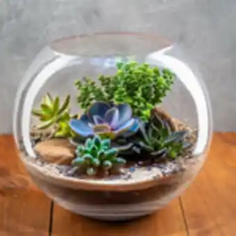 Waldos Pecera de cristal redonda oferta