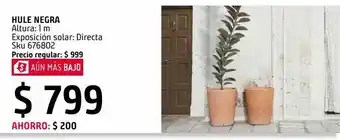 Planta hule negro m11