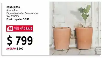 Sodimac Homecenter Planta pandurata (ficus lirata) m11 oferta