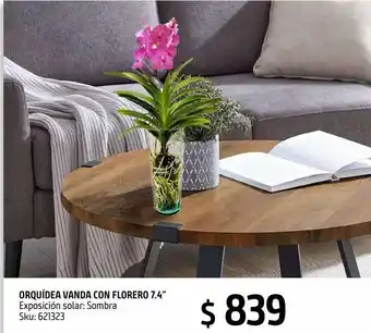 Orquídea vanda con florero 7.4"