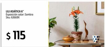 Planta lili asiática 6"