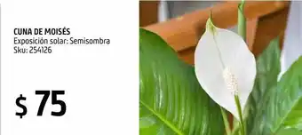 Sodimac Homecenter Planta cuna de moisés oferta